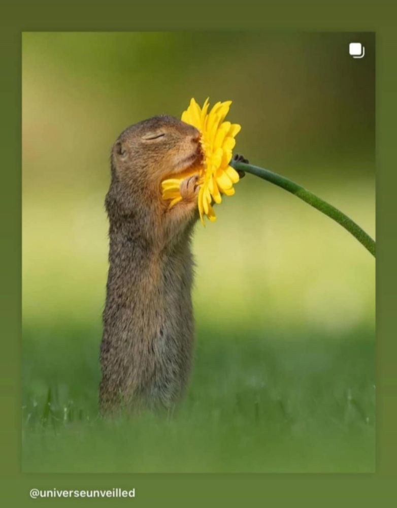 Comment image