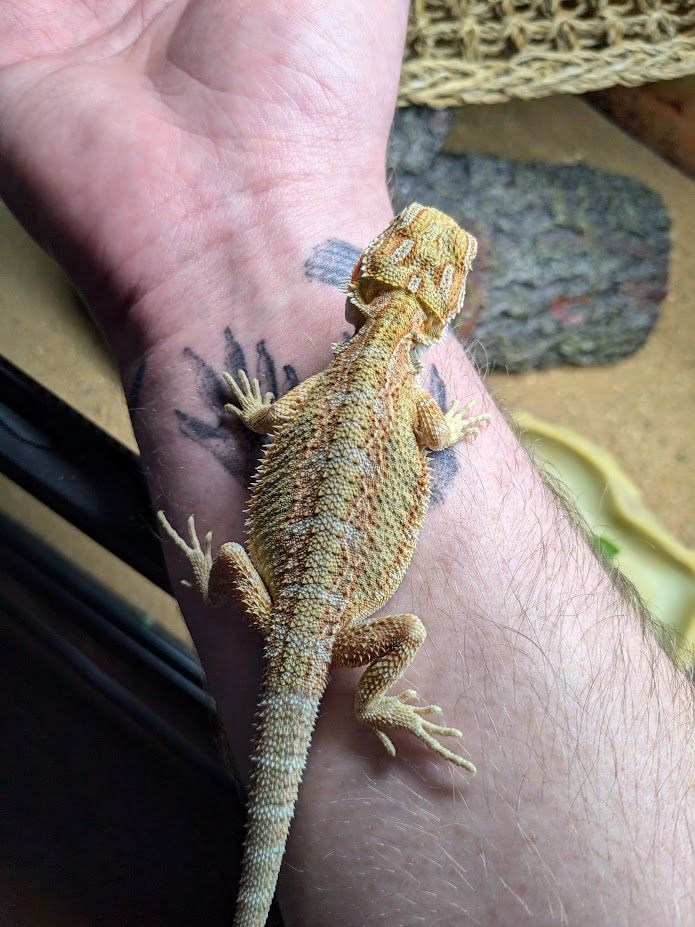 Our bearded dragon, Wrex Cooper on December 4th, 2024, sitting on my wrist with our late bearded dragon, Theda Cooper's paw prints tattooed on my wrist. 
