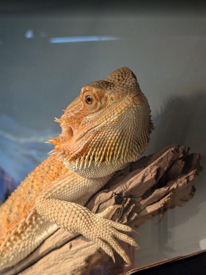 Our somewhat bigger girl, Wrex, at about 9 months old. 