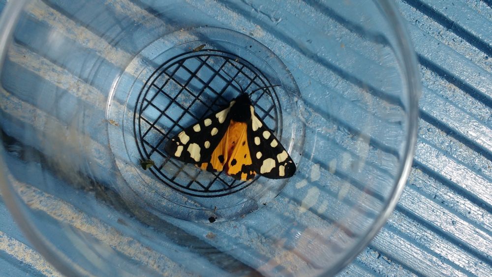 photo, colour, a cream-spot tiger moth in a perspex pot standing on a light blue piece of wood. The moth is triangular in shape, with an orange tail and rear wings covered in black spots, the forewings are black with creamy-white spots.