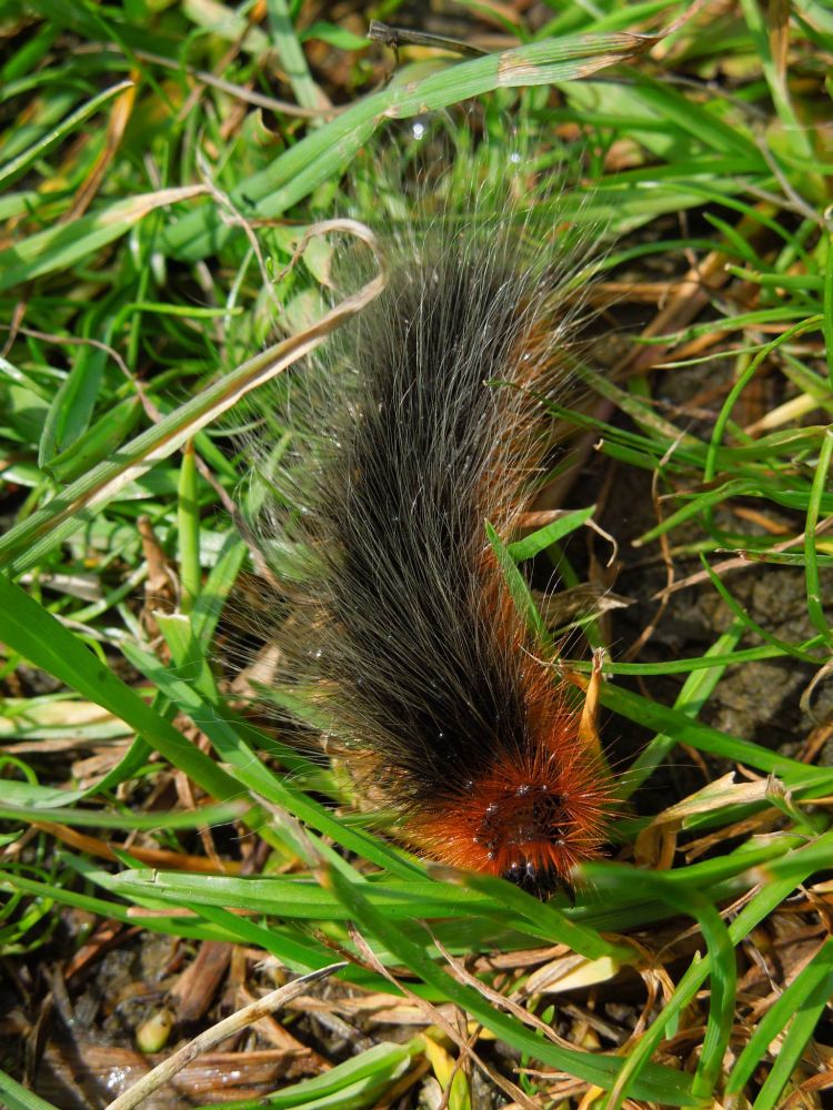 photo, colour, a garden tiger moth caterpillar crawls through green grass. The caterpillar is very hairy with a long black body and an orange head