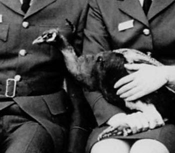 photo, black and white, a close up of the peacock sitting in the front row of military personnel