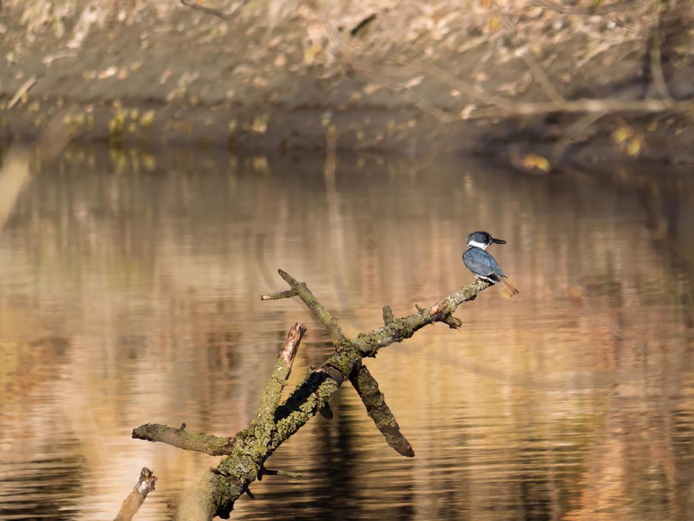 Belted kingfisher perched above water.