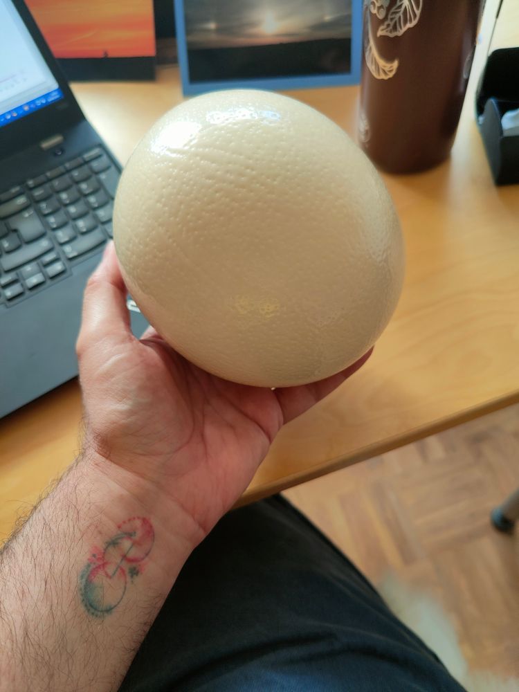 Ich halte eine Straußenei in der Hand. Es dir größer als meine Handfläche.