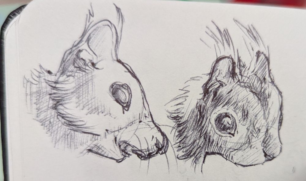 Squirrel heads