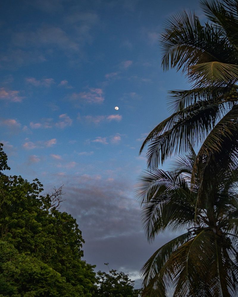 The moon is visible in a twilight sky with scattered pink clouds, framed by tall palm trees on the right and dense green forest on the left.