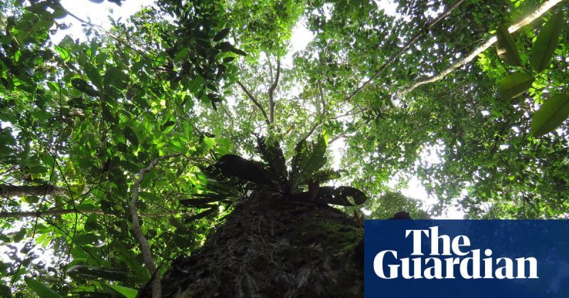 Former EU environment chief hits out at plans to delay anti-deforestation law