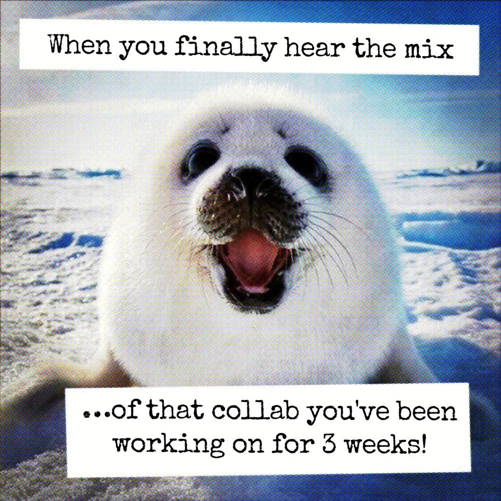 Baby harp seal meme