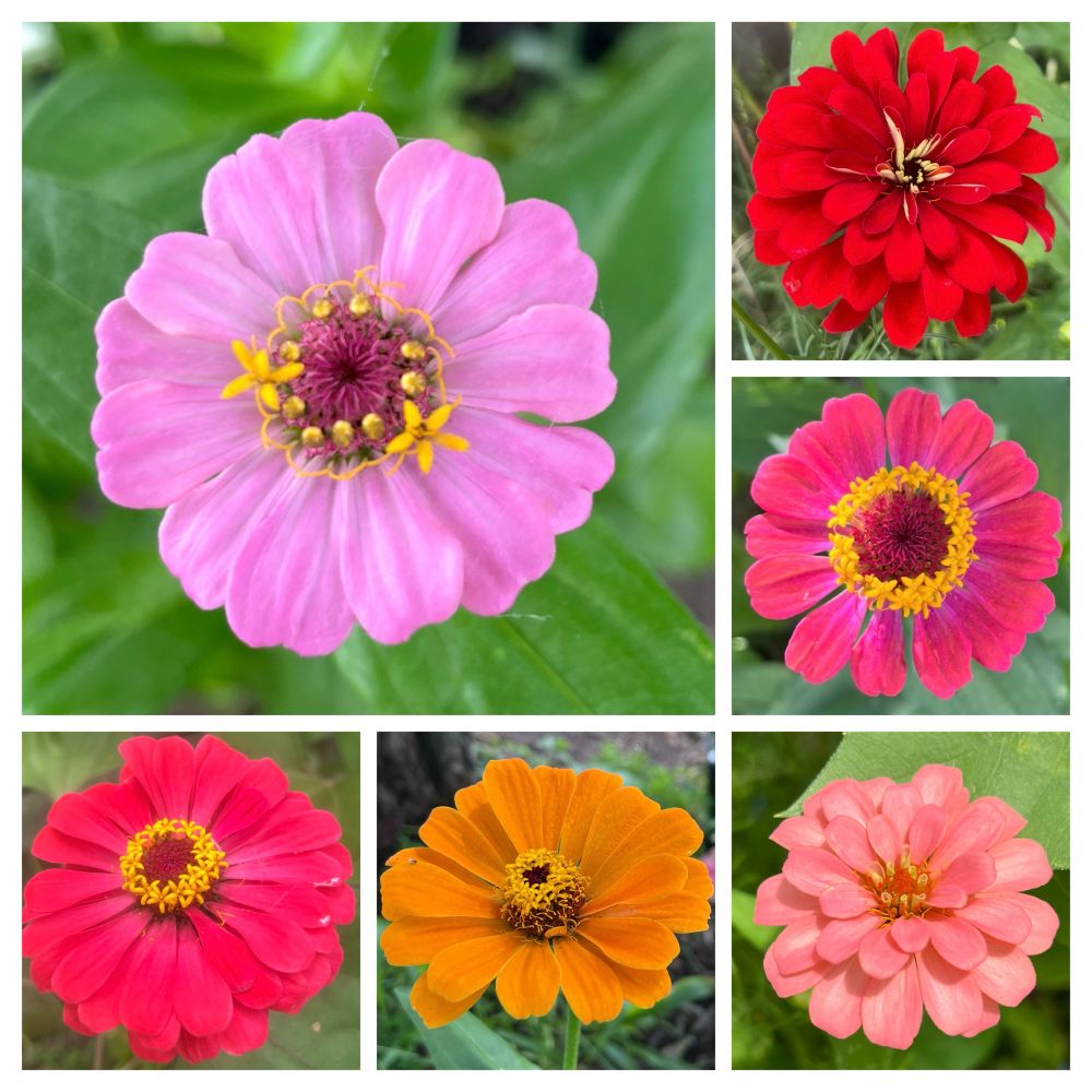 Zinnia flowers of various colors