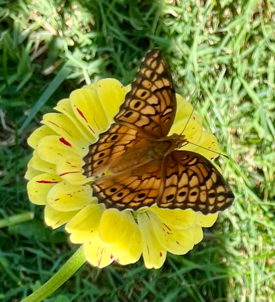 A brown and black butterfly on a yellow flower 