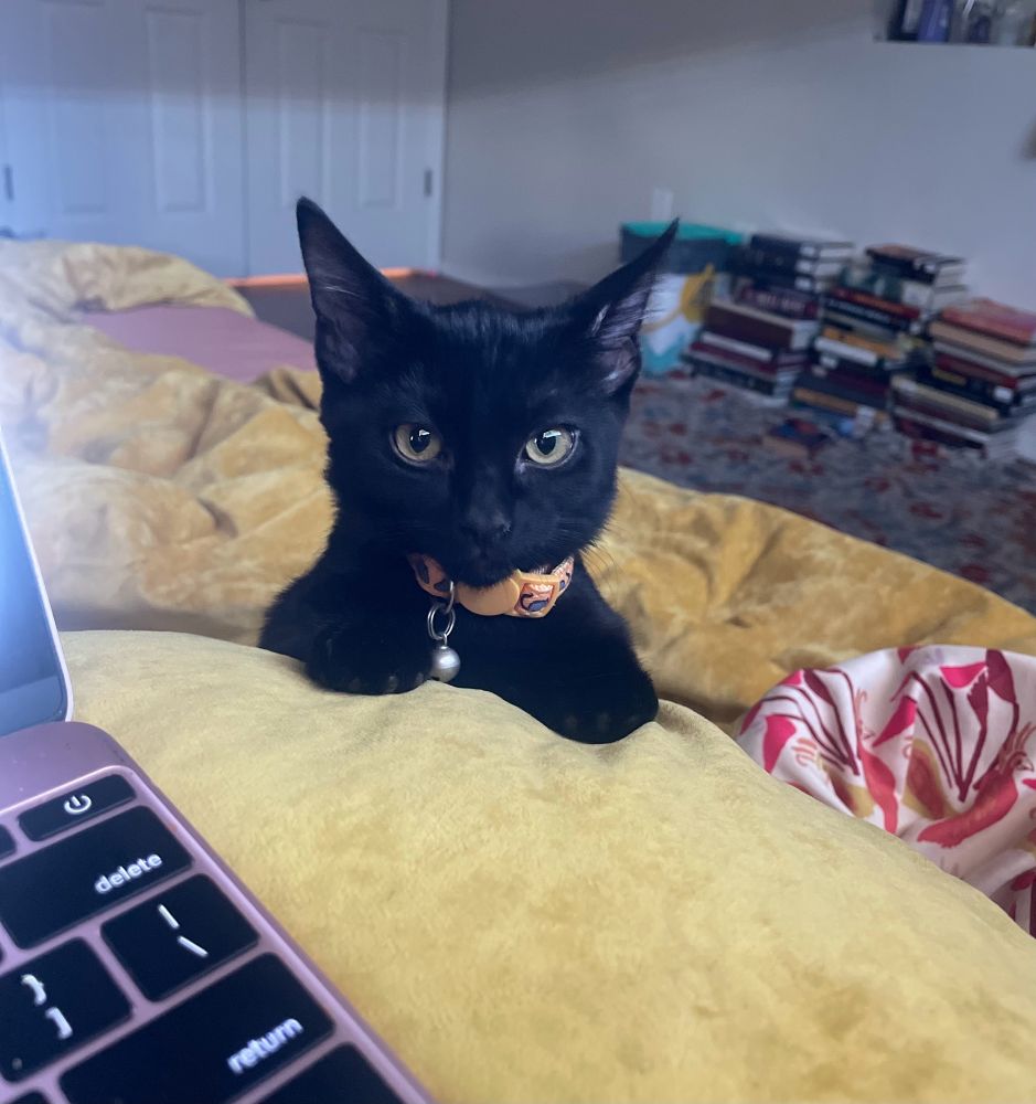 A black kitten sits on a bed with yellow blankets. Her collar is the same shade of yellow/gold with mice printed on it. Her eyes are also a shade of amber similar to the blankets and collar. In the background there is a stack of books against a wall. 