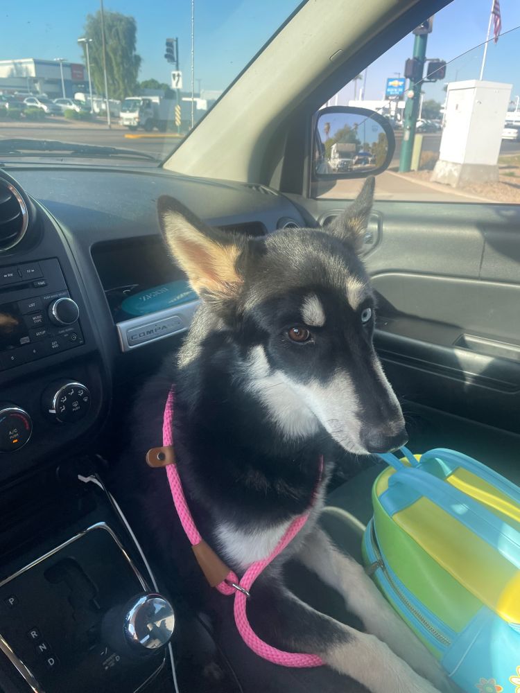 A black husky/shepherd mix sitting on the floor of the passenger seat, facing the seat. She is wearing a pink slip lead loosely draped around her neck. She has one brown eye (right) and one blue (left). Her ears are pushed back slightly as a sign of submission.