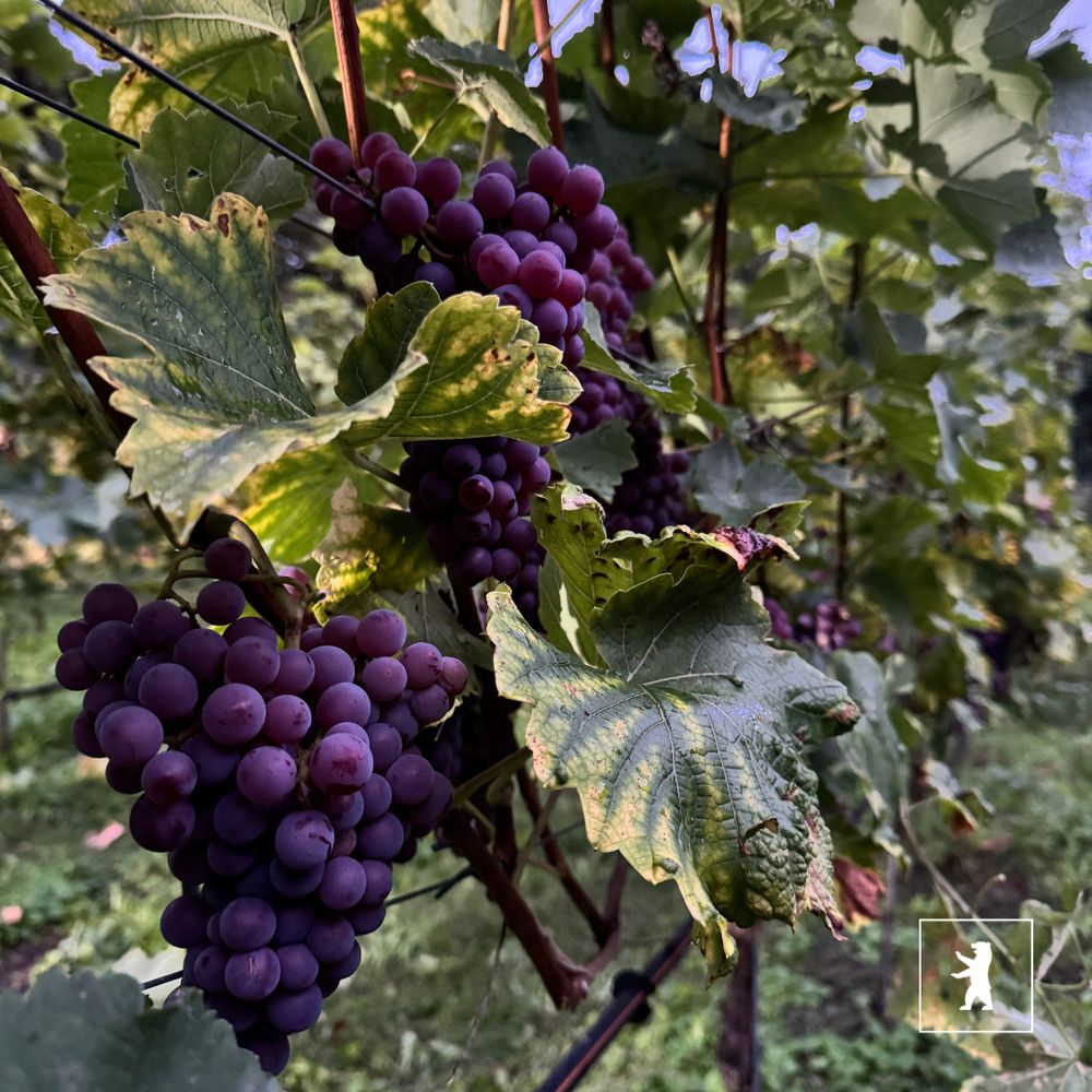 Nahaufnahme von reifen, violetten Trauben, die in einem Weinberg an einem Weinstock hängen, umgeben von grünen Blättern. Unten rechts befindet sich das Logo des BA Mitte.