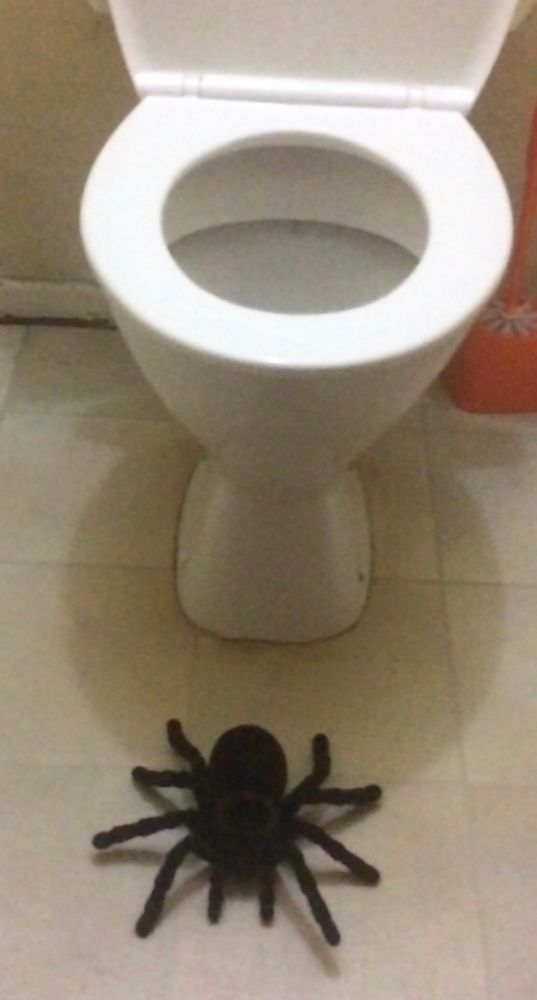 Toilet with giant toy spider on floor.
