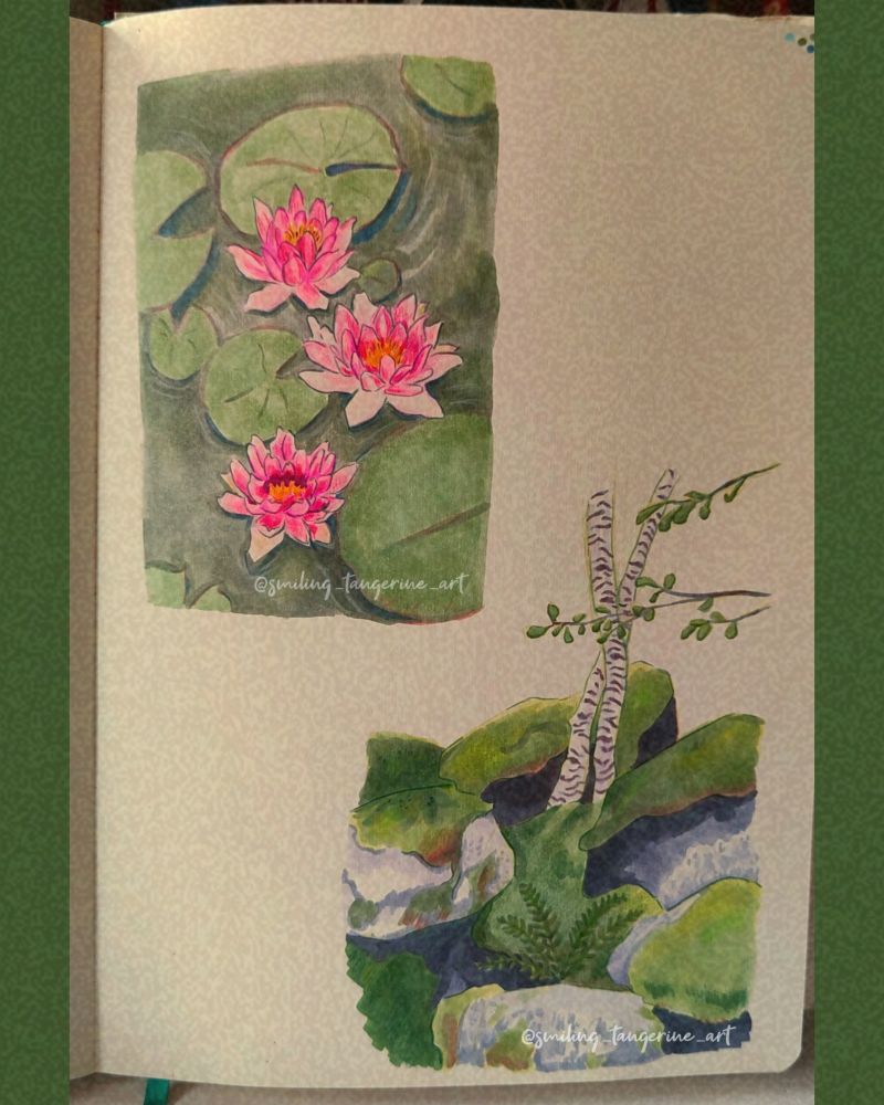 A sketchbook page featuring a study of waterlilies on greenish water and another study of some mossy stones with birch trees growing between them