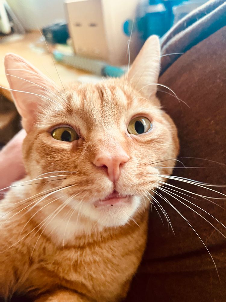 Same orange cat opens his eyes and looks like a goof 