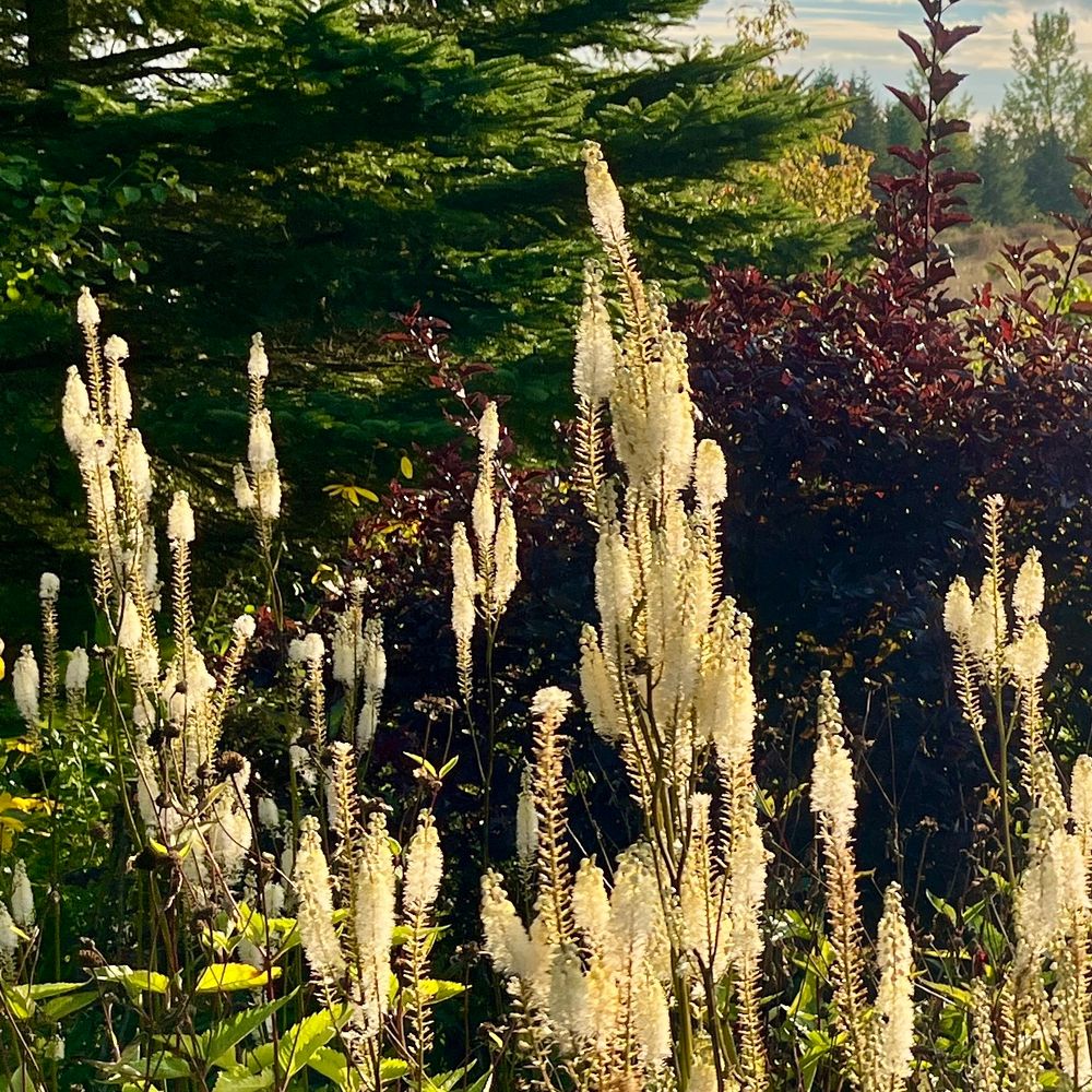 Closeup of cream coloured Actaea racemosa blooms 