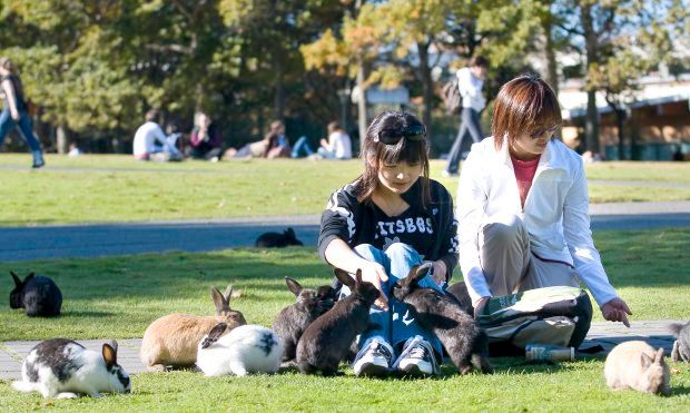 A photo of two students on the UVic campus with about 10 bunnies around them.