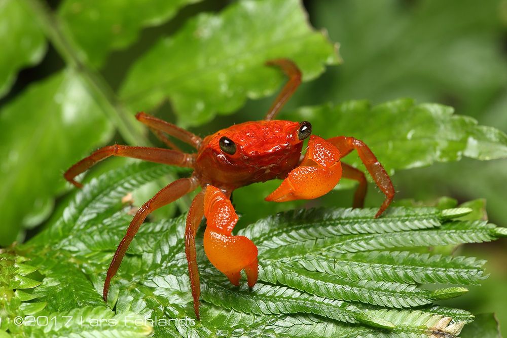G. bau, photo Lars Fehlandt

Bright red crab with dark eyes, on a bright green fernlike leaf. Photo in the wild in Sarawak, Malaysian Borneo