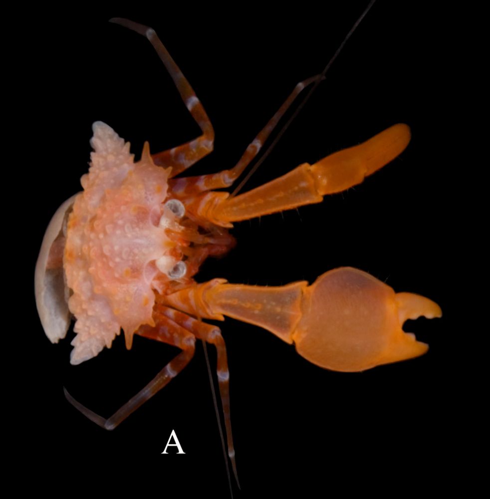 Dorsal view of the Patagurus holotype again (always the holotype because there are no other specimens). This time you see a small bivalve, the mussel Gregariella, covering the pleon in a sideways fashion.