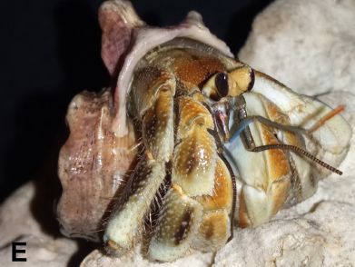 Color in life of Coenobita moluccensis n. sp. from Aru Island, Maluku, Indonesia