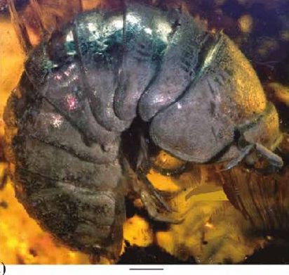 Isopod: Palaeospherarmadillo rotundus gen. nov. sp. nov., adult holotype (IHNFG-5302); General habitus, lateral view. Scale bar = 200 µm.

http://rmcg.geociencias.unam.mx/index.php/rmcg/article/view/639