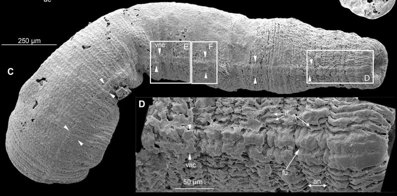 Tubular incomplete specimens of Eopriapulites sphinx from the early Cambrian Kuanchuanpu Formation, showing their VNC. C) ELIXX118-96,
incomplete trunk showing both sides of the body (one with unpaired VNC). (D) Close-up of (C) showing unpaired VNC near bursa (white arrowheads), longitudinal folds, and bilobate aspect of VNC that vanishes posteriorly. Scale shown is 250 microns