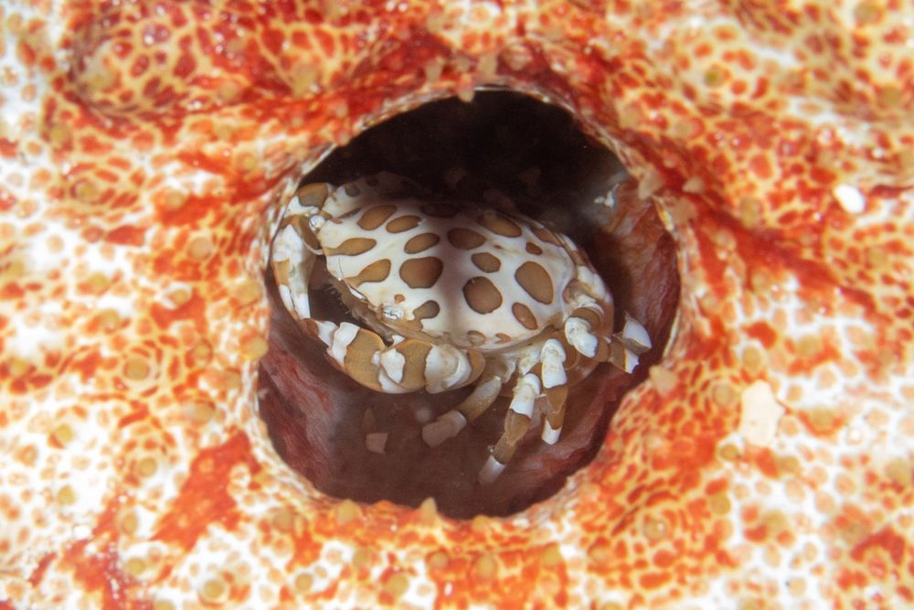 A pretty rounded crab, Lissocarcinus orbicularis, with a whiteish background color mottled by large brown marks. It is in a hole. The anal hole of a sea cucumber, whose flesh you see surrounding the crab/hole in attractive orange photo: Mark Rosenstein, Puerto Galera, Philippines https://www.inaturalist.org/observations/13477630