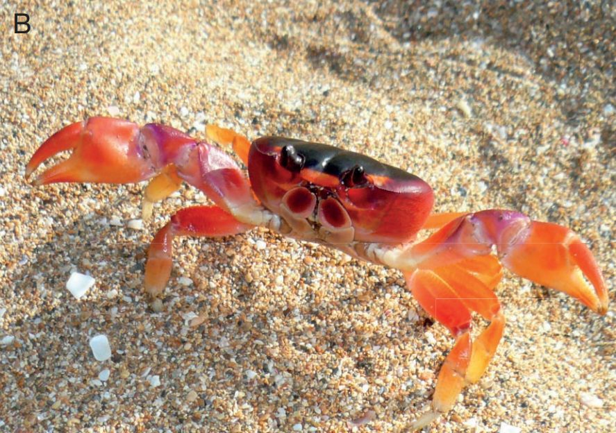 What is now Hartnollius lateralis (Fréminville in Guérin, 1832) n. comb., living in Guadeloupe, July 2015, on sand.
Photo: J. Poupin
