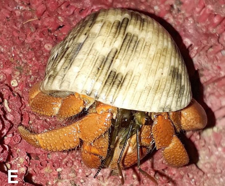 Color in life of Coenobita granularis n. sp. from Central Sulawesi, Indonesia.