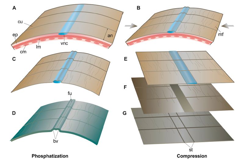 Taphonomic scenario to explain the preservation of the VNC in Cambrian scalidophorans, in the case of preservation via secondary phosphatization (left)
or compression (right). (A) Body wall of living scalidophoran (exemplified by priapulids) showing cuticular, epidermal, and muscular (circular, longitudinal) layers in
transverse section. (B) Post-mortem
modification including possible shrinkage and cuticular micro-folding.
(C) Rapid decay of muscles tissues and epidermal cells (VNC
might decay less rapidly, but eventually disappeared). (D) Phosphatization of the cuticle that replicates the relief of the VNC (as seen in Kuanchuanpu specimens).
(E) Compression in sediment. (F) VNC preserved as a carbon film and/or pyrite (as seen in Chengjiang fossils). (G) Exuvia (as seen in Ottoia); the only organic remains are
cuticular micro-folds
between annuli and along the VNC resulting in ladder-like
features. Not to scale. an, annulus; cu, cuticle; ep, epidermal layer; mf, cuticular micro-folds,
st, strip.
