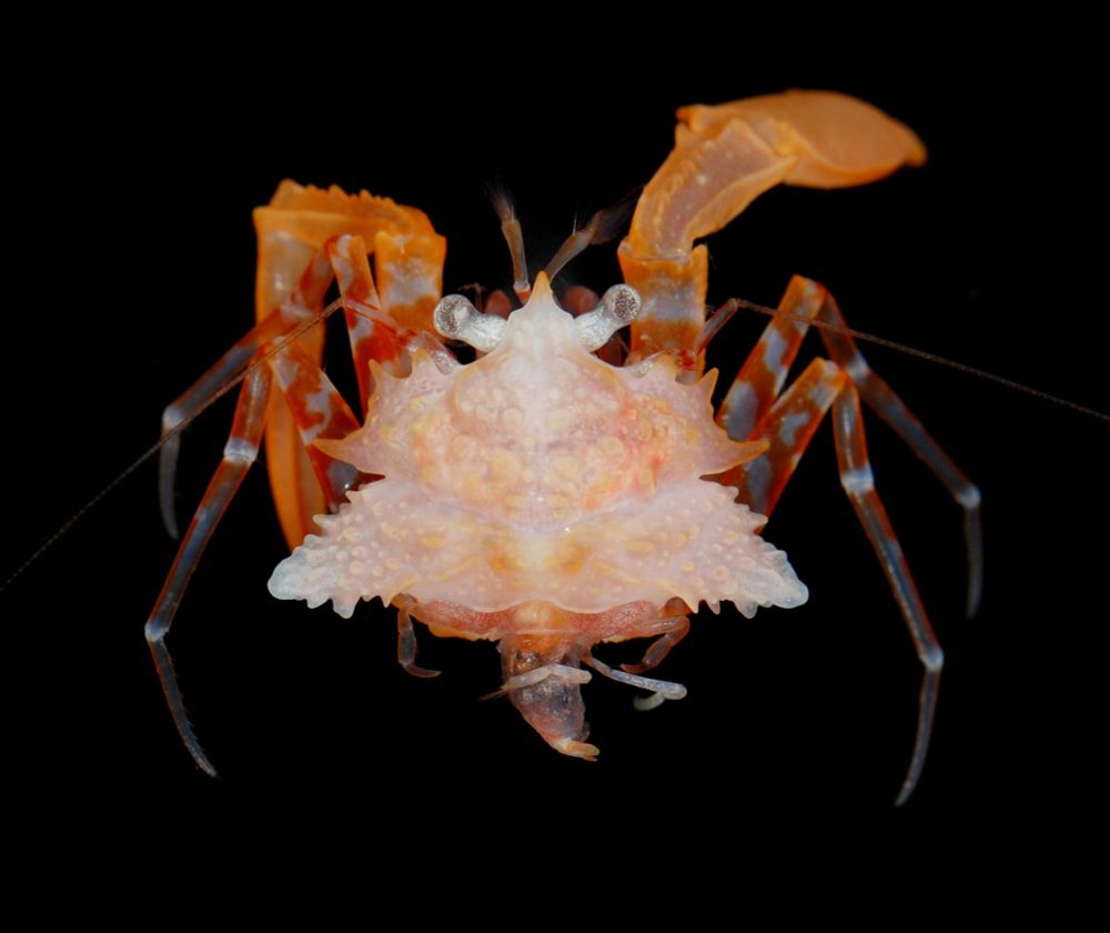 Holotype of Patagurus rex, dorsal view. Photos by Arthur Anker.

This is a strange hermit crab, shown naked. Its carapace is shaped like 2 triangles stuck together, hardened with several lateral projections. Unlike other hermits that have a long, curved abdomen, this one is tiny, perhaps 1/3 the length of the carapace. The carapace is whitish/pinkish, claws red, walking legs red and white striped.