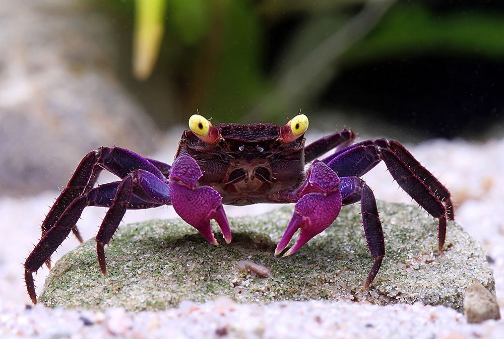 G. dennerle, photo Chris Lukhaup

A purple crab, darker body and legs and bright claws, with bright yellow eyes with pseudopupils. On the "cheeks" are lattice like setae that help keep them wet when they go on land. It's viewed from the front on gravel in an aquarium. 