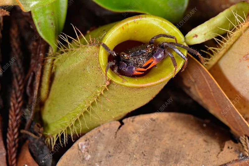 G. malayanum, photo Francesco Tomasinelli 

An adorable nepenthiphile crab which is mostly dark purple with claws tipped in red. It is peeking out from the rounded mouth of a carnivorous pitcher plant, which also has spiky leaves