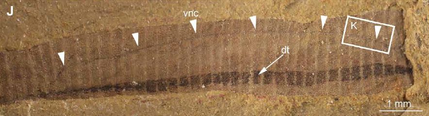 Burgess Shale-type early to mid-Cambrian scalidophorans with VNC. J) Mafangscolex yunnanensis (ELIJS0055), general view showing gut (dark strip) and VNC (thin line with white arrowheads); note tiny longitudinal wrinkles on VNC. Scale is 1 mm