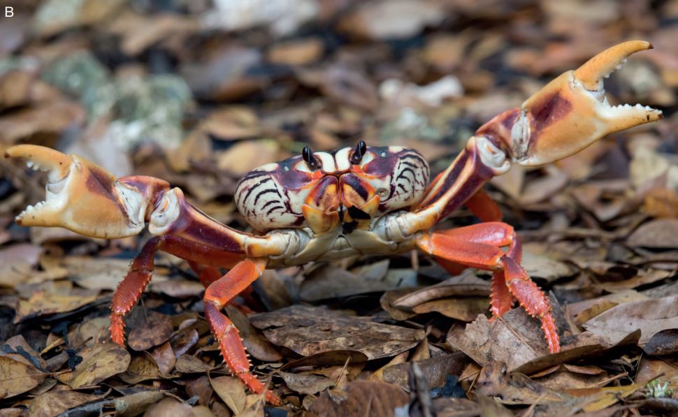 "Red" morph of Gecarcinus ruricola in the field, opening its claws wide while standing on leaf litter, Cuba, Bay of Pigs.
Photo: P. Lindgren (Creative Commons Attribution-Share Alike 4.0)