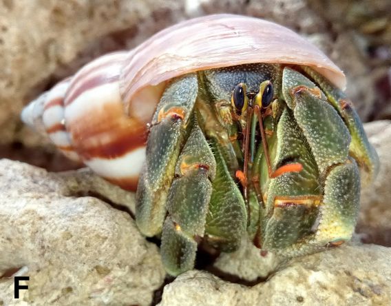 Color in life of Coenobita patsyae n. sp. Sulawesi, Indonesia
(in the paper, shows variation for this species)