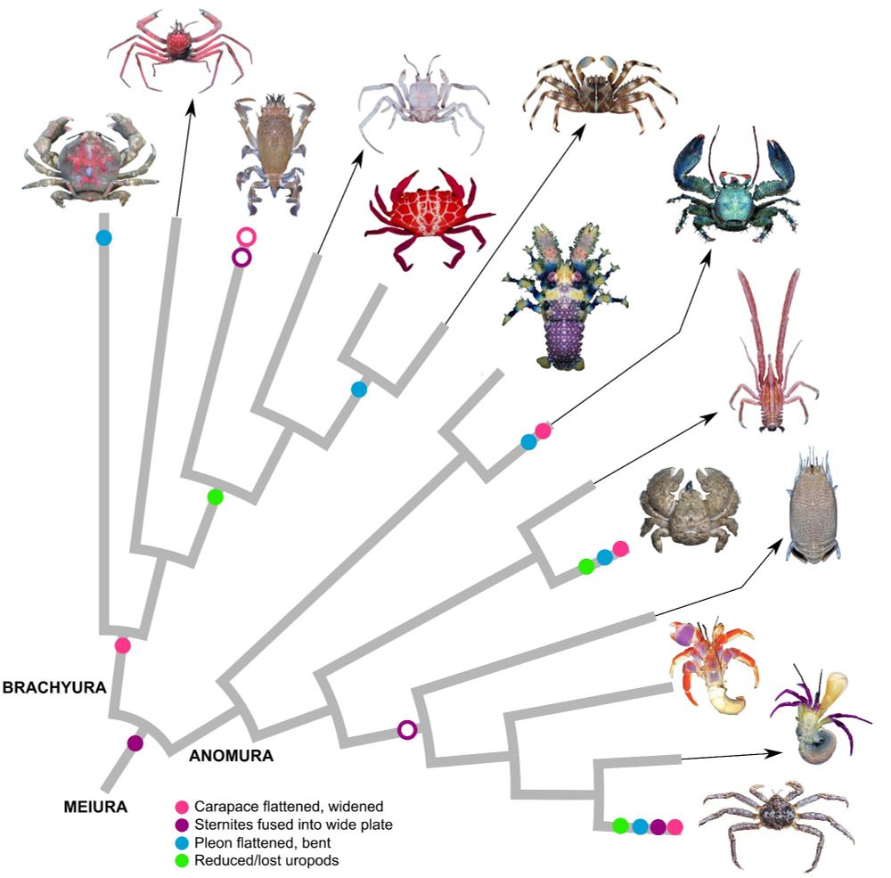 My actual figure. Gross morphology in the convergent evolution of representative true crabs (Brachyura), porcelain crabs (Porcellanidae), hairy
stone crabs (Lomisidae), and king crabs (Lithodoidea). Losses (open circles) observed in frog crabs (Raninoidea). Topology simplified from our previous papers. Body plan features are assumed to be present in the common ancestor of each marked lineage but may vary considerably within each group.
Photo credits: (A, N) Ondřej Radosta; (B, D, H, I) Tin- Yam Chan; (C, E, G, K, M) Arthur Anker; (F) Ling-Kuang Tseng; (J) Michael Marmach; (L) Darryl Felder
