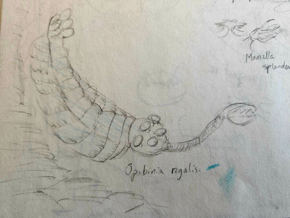 Pencil drawing of Opabinia regalis labeled as such. It's from the 90s so it is interpreted from Marianne Collins reconstruction with no legs and no obvious mouth. I got the setal blades on the flaps right at least!
There is a rock structure below it and some random turquoise pencil streak next to it. In the top right I also drew Marrella splendens