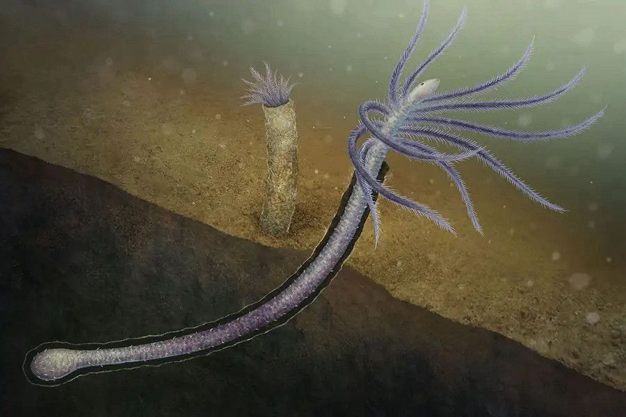 Franz Anthony's drawing of Facivermis, a strange stem group onychophoran which has elongate, feathery anterior appendages for filter feeding. It is in a tube embedded in the sediment and has a blobby bit at the posterior end. A second individual is shown hiding in its tube, with only the feathery appendages visible
