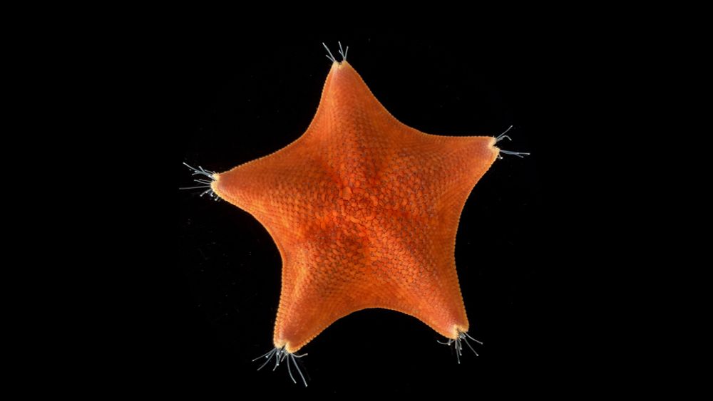 The sea star's whole body is a head