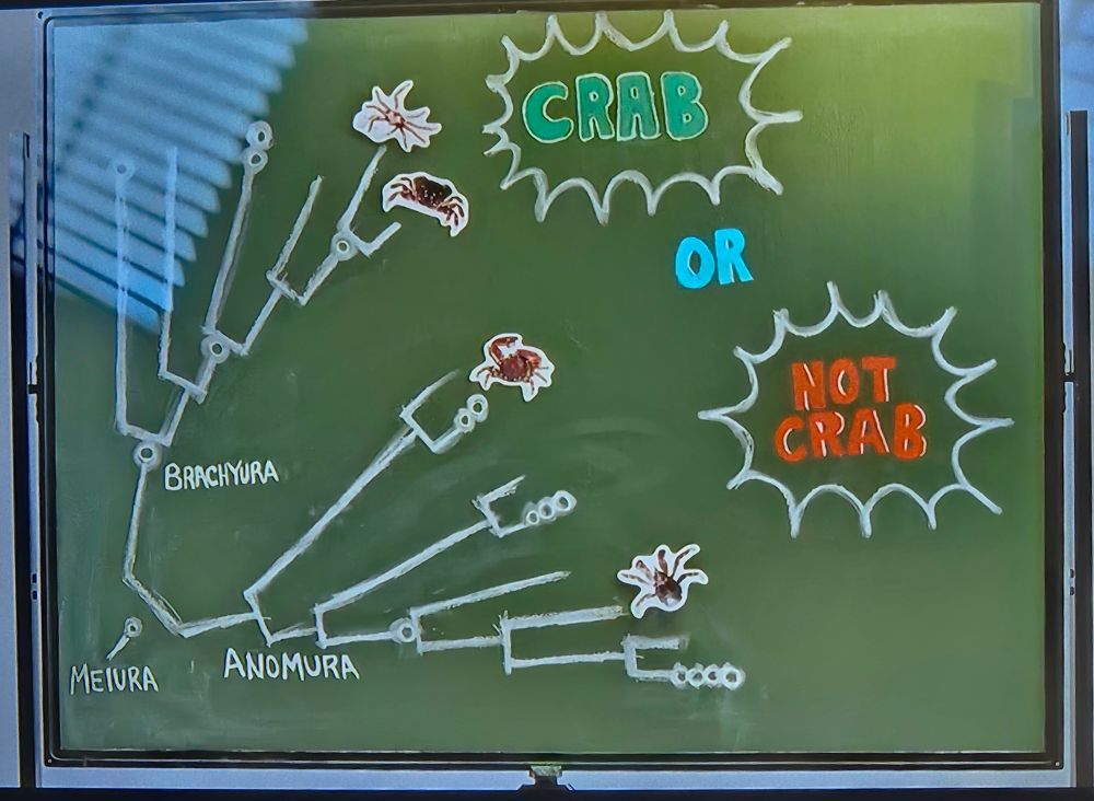 What looks like a chalkboard drawing of a phylogeny of crabs, labeling Brachyura, Anomura, and Meiura, with the words crab or not crab. In the next image you'll see this is exactly copied from my figure, based on orientation and that they included my character mapping for some reason while removing the labels?
