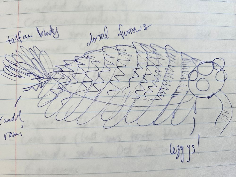 Quickly doodled pen sketch of Utaurora comosa in one of my lined lab notebooks from 2021. I was explaining it to a student. I noted the dorsal furrows, setal blades across the dorsal and flaps (actually this is bad at showing that), 7 pairs of tail fan blades, and serrated caudal rami which I discovered. I also drew a few ventral lobopodian legs, and didn't draw the end of the proboscis because we don't know. I put the 5 eyes even though we also don't know for Utaurora