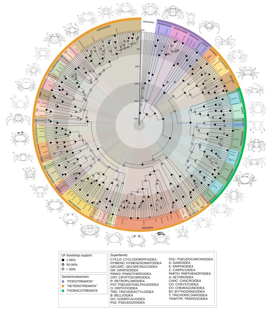 circular timetree of 344 true crabs, colored by superfamily and with line drawings of representatives around the circle that makes it look like a zodiac/mandala