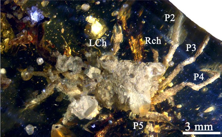 Crab: Sesarmidae. Dorsal view of cephalothorax, specimen IHNFG-4991. LCh = left cheliped, P2-P5 = pereiopods, RCh = right cheliped. Scale 3 mm

http://boletinsgm.igeolcu.unam.mx/bsgm/vols/epoca04/6801/(6)Serrano.pdf