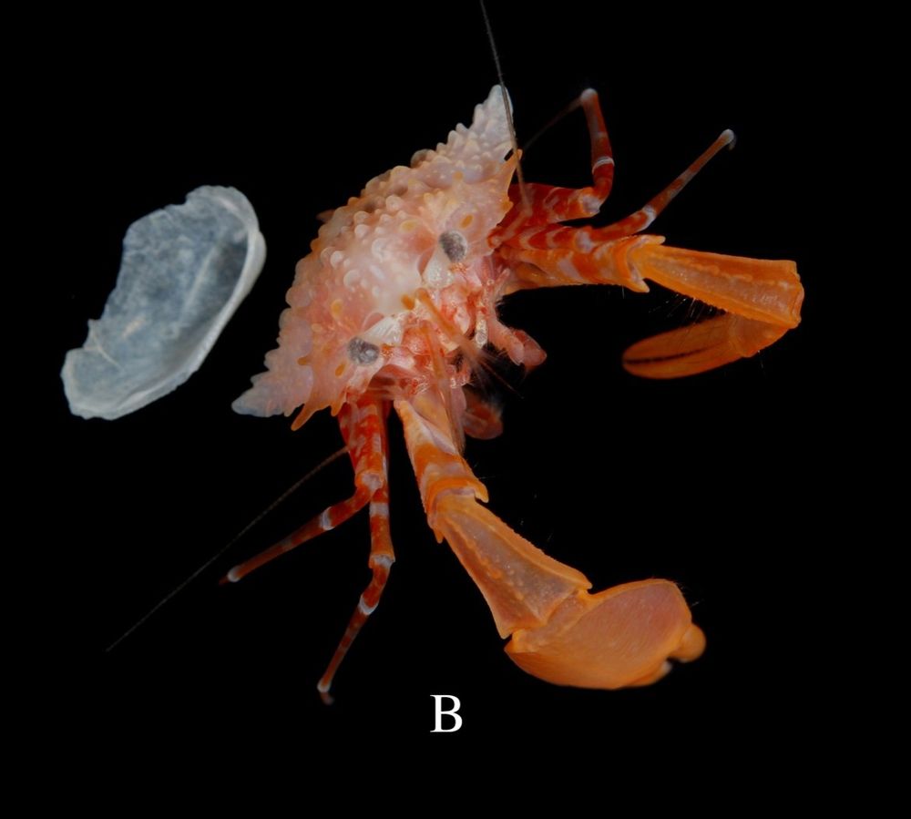 Similar to the last photo, except the bivalve is popped off (but in the image) and the crab is seen slightly more anteriorly, so its mouthparts are visible 