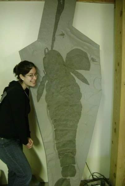 Giant slab with Acutiramus fossil, one chelicera outstretched and head shield displaced during fossilization. Small Eurypterus also on the slab. Me for scale, it is taller than I am. I am in my early 20s in the photo, sigh