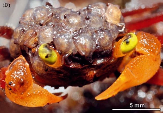 G. notophorum, photo Oliver Mengedoht

Close up on the carapace and face of an orange crab. Notably, she has over a dozen translucent BABY CRABS riding on top of the carapace. The baby crabs have eyes. Scale bar 5mm, the mom is maybe 15 mm and the babies about 1 mm