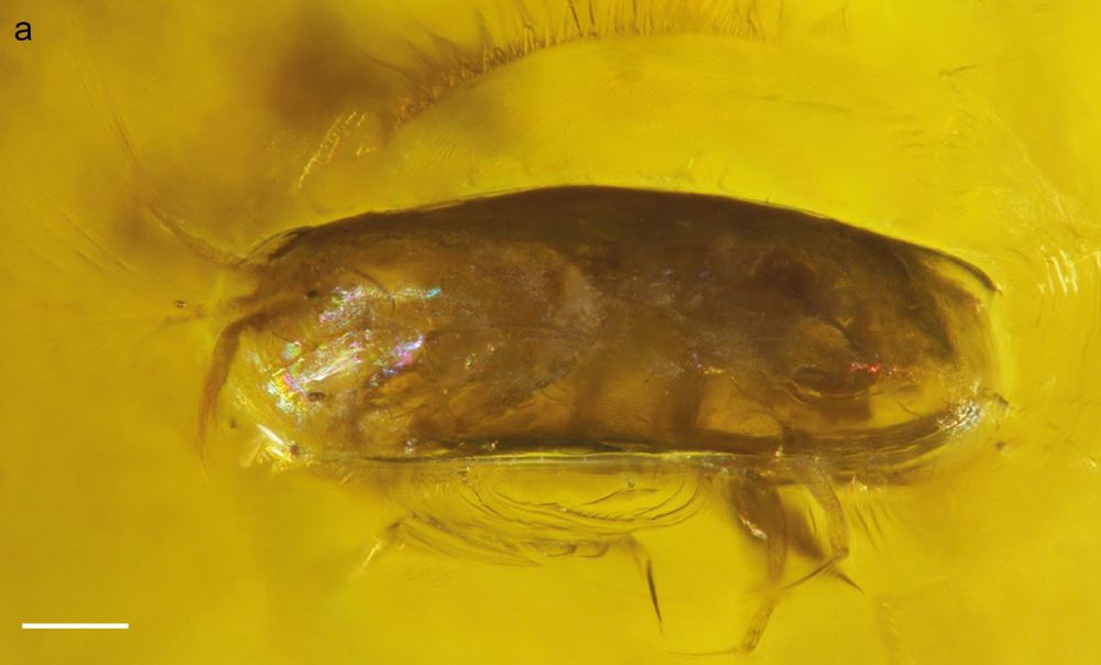 Ostracod: Thalassocypria cumangulus n. sp.: 4976/08, holotype, female. Scale bar 100 μm

https://www.tandfonline.com/doi/full/10.1080/08912963.2017.1340471