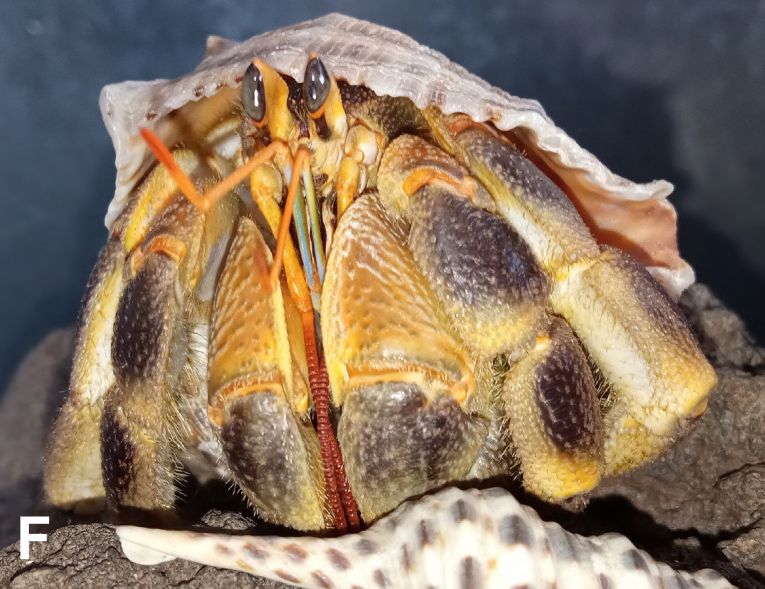 Color in life of Coenobita celebensis n. sp. from Sulawesi, Indonesia